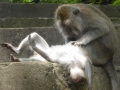 Ubud_2b