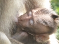 Ubud_2c