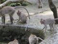 Ubud_2cc