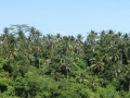 Ubud_3b