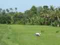 Ubud_4