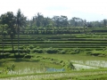 Ubud_4b