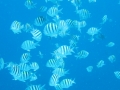 BON_PIC_44