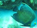 BON_PIC_46