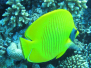 diving 2012