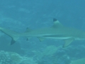 TS55