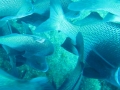 FDN_pic_6