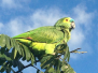 Pantanal