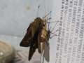 PAN-Pic_15
