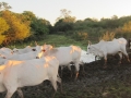 PAN-Pic_20