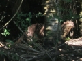 PAN-Pic_25