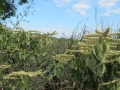 PAN-Pic_33