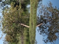 PAN-Pic_37