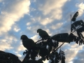 PAN-Pic_45