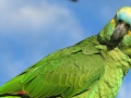 PAN-Pic_51