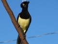 PAN-Pic_52