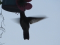 PY_PIC_24