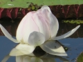 AM_pic_1