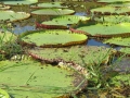 AM_pic_26