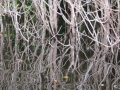 AM_pic_33