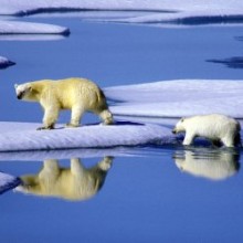 Eisbärenfamilie in Kanada